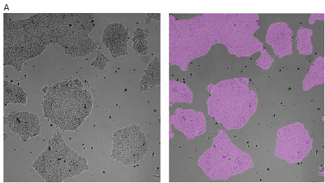 A. Images of iPSC colonies with image analysis masks identifying stem cell areas (in pink). B. Decision-making rule defining a per-well decision to notify the user when confluency in an individual well reaches 70 % (0.7). C. Decision-making rule defining a per-plate decision to notify the user and proceed with passaging when 70 % of wells reach the confluency threshold. D. Screenshot of the system log showing the trigger of the passaging step.