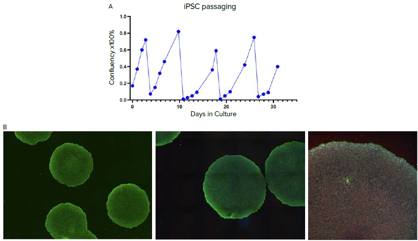 A. Confluency graph of iPSCs during automated culture and passaging on the CellXpress.ai system. B. Immunofluorescence staining of iPSC colonies post-third passage, showing expression of pluripotency markers: SSEA4 (green), a surface marker, and OCT4 (red), a nuclear transcription factor; nuclei were counterstained with DAPI (blue). Images were taken and montaged during acquisition at 10X magnification using the ImageXpress HCS.ai system.