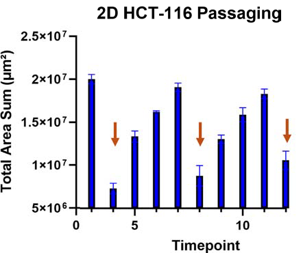 Plot showing the change in total area sum (μm2) of HCT116 cells averaged across all plates imaged from March 18 to April 8. Cells were passaged following imaging timepoints 1, 3, 7, and 11 (indicated by orange arrows). Imaging was performed every 24 hours, with occasional interruptions due to experiment pauses for demonstrations. Error bars represent the standard deviation between plates