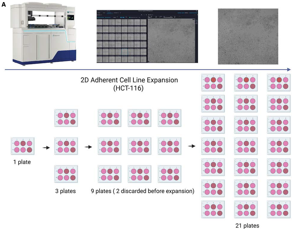 A. Expansion of 2D Adherent HCT-116 Cells Using the CellXpress.ai System. HCT-116 cells were maintained, imaged, and expanded using the CellXpress.ai system automated platform. Cells were initially cultured in a single 6-well plate. Following trypsinization, the culture was expanded to 3 plates. These were further expanded to 9 plates, from which two were discarded based on quality or confluency criteria. The remaining 7 plates were then expanded to a total of 21 plates. This expansion process was carried out over 3 weeks, with continuous monitoring and imaging to ensure optimal growth and morphology throughout the culture period. B. The images show cell cultures at different growth stages. The left image captures early-stage cells, while the right shows approximately 70 % confluence (Day 1, Day 4)