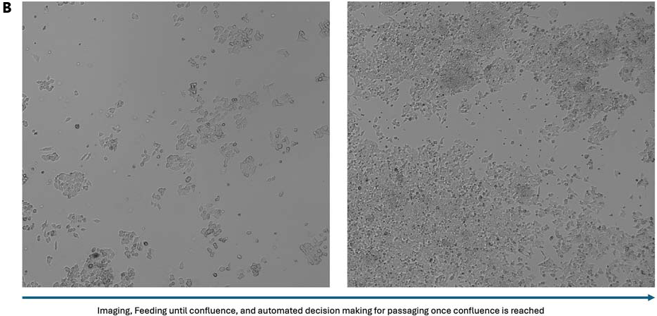 A. Expansion of 2D Adherent HCT-116 Cells Using the CellXpress.ai System. HCT-116 cells were maintained, imaged, and expanded using the CellXpress.ai system automated platform. Cells were initially cultured in a single 6-well plate. Following trypsinization, the culture was expanded to 3 plates. These were further expanded to 9 plates, from which two were discarded based on quality or confluency criteria. The remaining 7 plates were then expanded to a total of 21 plates. This expansion process was carried out over 3 weeks, with continuous monitoring and imaging to ensure optimal growth and morphology throughout the culture period. B. The images show cell cultures at different growth stages. The left image captures early-stage cells, while the right shows approximately 70 % confluence (Day 1, Day 4)