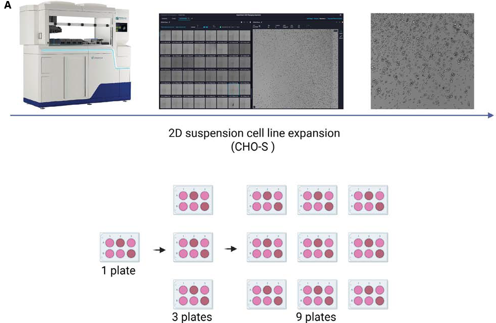 A. Expansion of CHO Suspension Cells Using the CellXpress.ai System. CHO-S suspension cells were maintained, imaged, and expanded using the CellXpress.ai automated system. Cells were initially cultured on a single plate. Following passage, the culture was expanded to three plates. These were further expanded to nine plates. This expansion process was carried out over 2 weeks, with continuous monitoring and imaging to ensure optimal cell density throughout the culture period. B. Growth Progression of CHO Suspension Cells Using the CellXpress.ai System. CHO suspension cells were cultured and monitored using the CellXpress.ai automated system. The figure shows representative images from Day 1 to Day 4, highlighting the increase in cell density over time. The culture progressed from early-stage cells to approximately 80 % confluence by Day 4. Imaging and feeding were automated, with passaging triggered based on confluence levels.