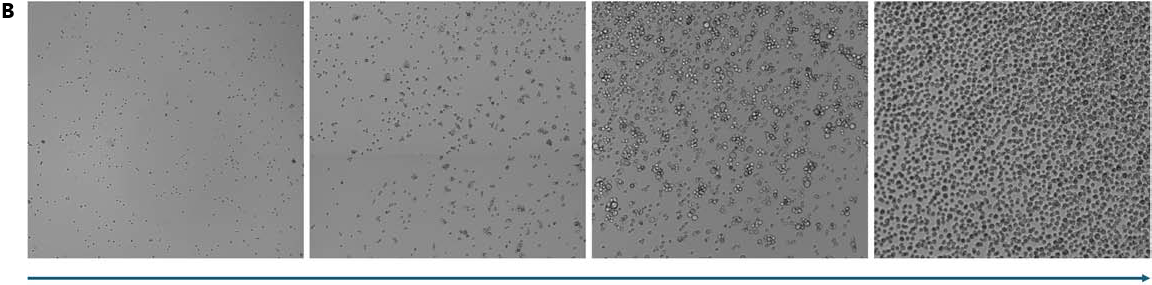 A. Expansion of CHO Suspension Cells Using the CellXpress.ai System. CHO-S suspension cells were maintained, imaged, and expanded using the CellXpress.ai automated system. Cells were initially cultured on a single plate. Following passage, the culture was expanded to three plates. These were further expanded to nine plates. This expansion process was carried out over 2 weeks, with continuous monitoring and imaging to ensure optimal cell density throughout the culture period. B. Growth Progression of CHO Suspension Cells Using the CellXpress.ai System. CHO suspension cells were cultured and monitored using the CellXpress.ai automated system. The figure shows representative images from Day 1 to Day 4, highlighting the increase in cell density over time. The culture progressed from early-stage cells to approximately 80 % confluence by Day 4. Imaging and feeding were automated, with passaging triggered based on confluence levels.