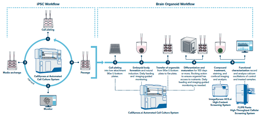 The CellXpress.ai system supports cultivation of both human iPSCs and brain organoids