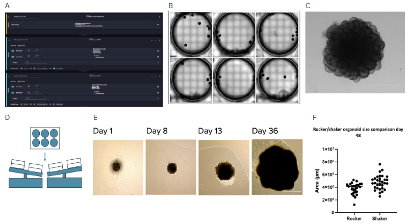 Differentiation of human iPSC into brain organoids. (A) Image showing protocol setup in the CellXpress.ai system user software (B) Representative images of stitched full-well acquisition of the 6-well plate. (C) Enlarged organoid of C. (D) Cartoon of the cultivation of brain organoids on a rocker. (E) Representative single images of organoids over 36 days. (F) Quantification of organoid sizes of organoids cultivated on a rocker and shaker. Scale Bars B: 10 mm, D: 20 μm, C and F: 600 μm; Objective 2x air CellXpress.ai built-in microscope (B, C), 4x Evos (F).