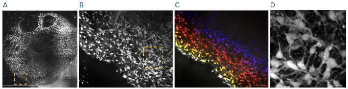 High-resolution image acquisition. Exemplary images of brain organoids. (A) Stitched max projection of high-resolution image, 6x6 tiling, 200 z-planes – 2 μm distance between planes. (B) Zoom into the region indicated in A. (C) Spatial colored projection of region indicated in A to show cortical layers. (D) Zoom into the region indicated in B. Scale bar: A: 1mm, B–D: 20 μm; A-D: Objective 20x water immersion on the ImageXpress HT.ai system