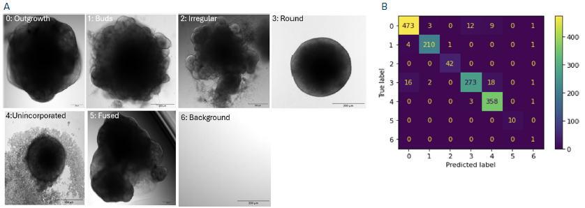 (A) Representative images of classes used for organoid classification. (B) Confusion matrix between automatically-annotated dataset and the ground truth dataset. Objective 4x air; Scale bars: 200 μm.