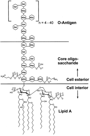 Schematic view of the chemical structure of endotoxinfrom E. coli O111:B4 according to Ohno and Morrison (1989). Hep, L-glycero-D-manno-heptose; Gal, galactose; Glc, glucose;KDO, 2-keto-3-deoxyoctonic acid; NGa, N-acetyl-galactosamine;NGc, N-acetyl-glucosamine