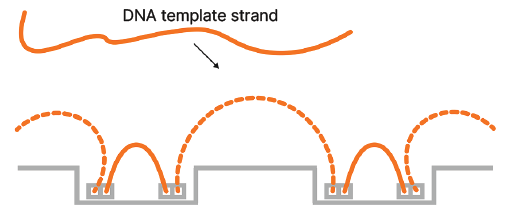 Side view of the template DNA undergoing tagmentation on the flow cell.