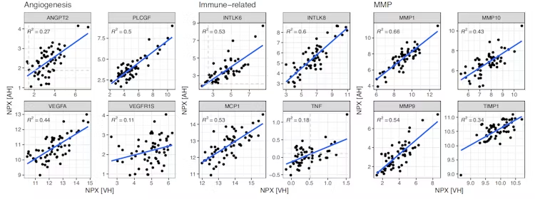 Scatterplots of the protein quantities (NPX) in AH and VH relevant to ocular biology. Blue lines show linear fit. Spearman correlation R2 values are indicated.