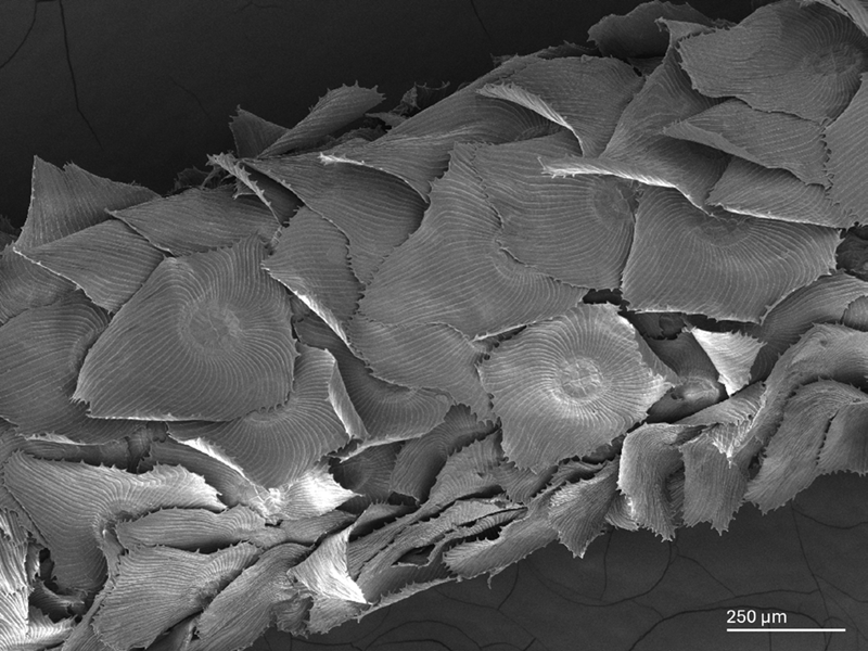 Absorptive trichomes on the leaf surface of Tillandsia ionantha
