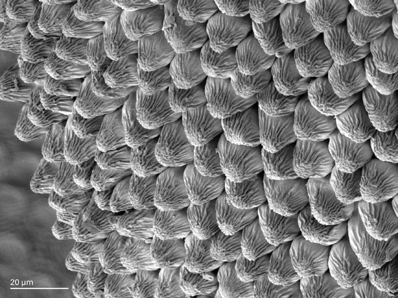 The papillae on the top of flower petals (Rosa centifolia) provide adhesion between the pollinator’s legs and the leaf, which is what makes the pollinator’s landing on the flowers possible. They differ between species