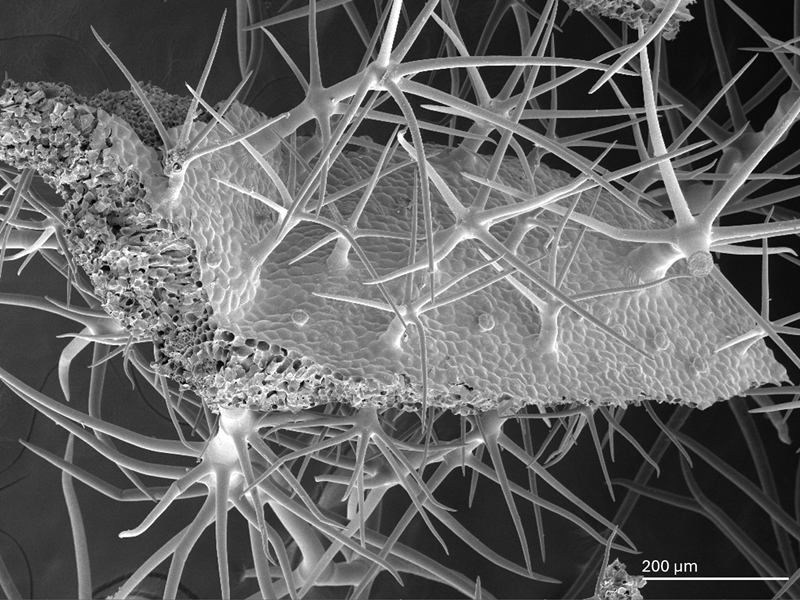 Multicellular trichomes on the leaf surface of Verbascum densiflorum