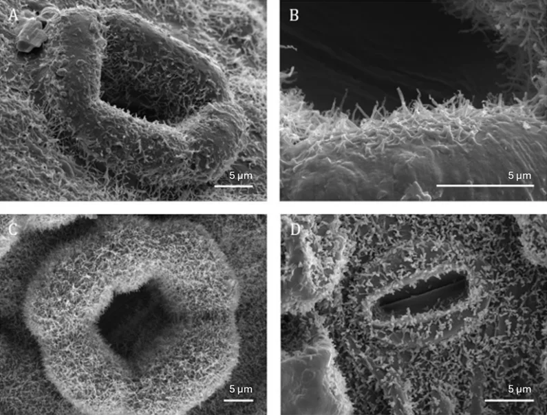 Stomata covered with epicuticular waxes on the abaxial side of the leaves. A, B: Thuja occidentalis, C: Taxus baccata, D: Cotoneaster microphyllus