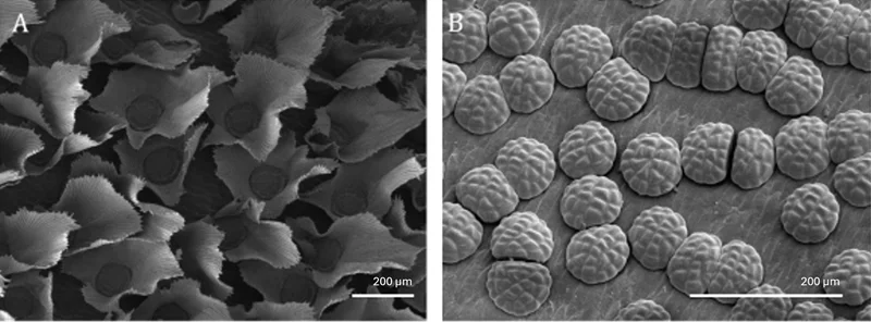 Absorptive trichomes on the leaf surface. A: Tillandsia ionantha, B: Dionaea muscipula