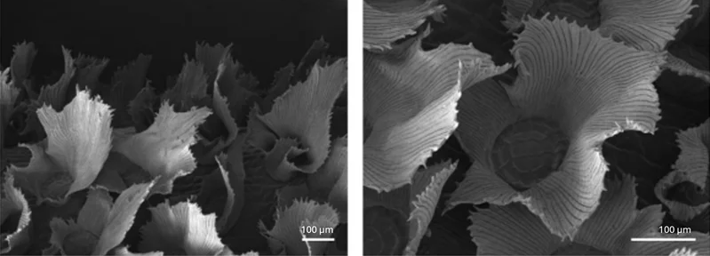 Absorptive trichomes Tillandsia karwinskiana