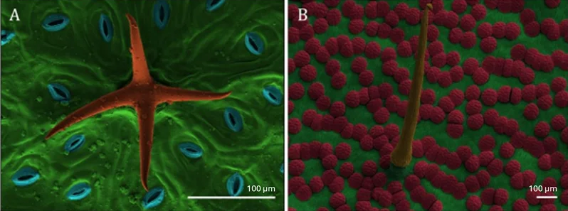 Colorized photographs of plant surface structures: A: Covering trichome on the leaf of Chinese hibiscus (Hibiscus ×rosa-sinensis), B: “Sensitive hair” and digestive glands of the Venus flytrap (Dionaea muscipula).