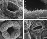 SEM applications in modern plant taxonomy
