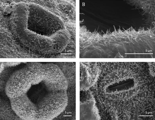 SEM applications in modern plant taxonomy