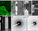Electron diffraction of intracellular protein crystals
