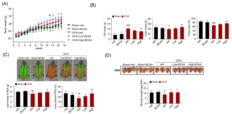 Effects of BCAA on osteosarcopenia in ovariectomized mice. (A) Changes in body weight during the experimental period. (B) Whole-body composition using DEXA, including fat mass and lean mass. (C) Representative DEXA images of skeletal muscle (top) and lean percentage in ROIs (bottom). (D) Representative images of the GAS muscles taken at the end of the investigation (top). The respective masses of the GAS muscles (bottom) were determined by normalizing with the most recently measured body weight (g/g). In panel (A), symbols represent significance between Sham + veh and OVX + veh only. Data is presented as mean ± SD (n = 10 (A), n = 8 (B) to (D) animals/group). (#p < 0.05, ##p < 0.01, ###p < 0.001 vs. Sham+veh; *p < 0.05, **p < 0.01, ***p < 0.001 vs. OVX + veh).