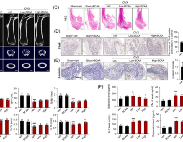 Exploring BCAA supplementation in osteosarcopenia research