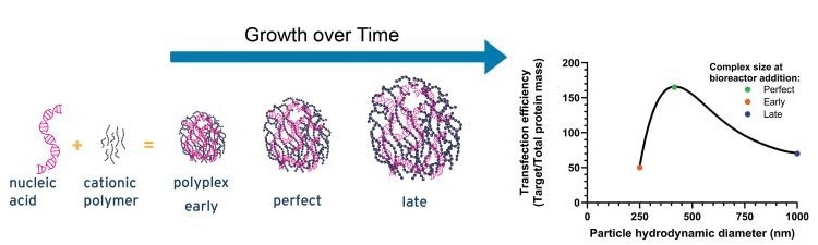 An illustrative graph showing the influence of pDNA-PEI complex size on transfection efficiency
