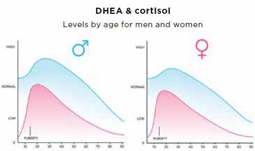 Graphs showing how DHEA and cortisol levels decrease with age