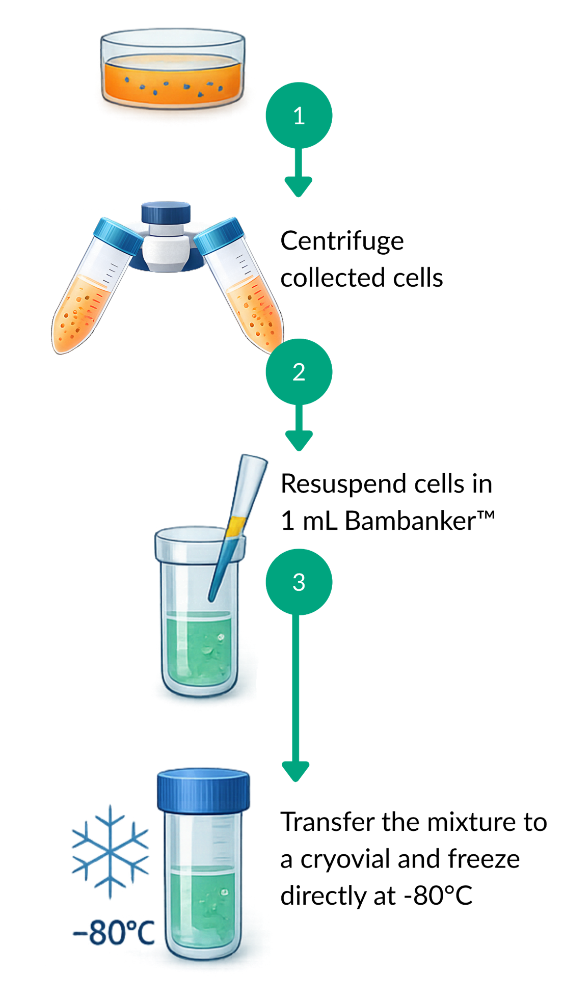 Workflow for Bambanker™ use: centrifuge the collected cells; resuspend cells in 1 mL Bambanker™; and transfer the mixture to a cryovial and freeze at -80 °C