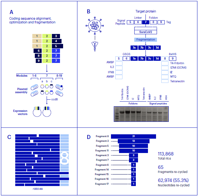 FRAGLER enables rapid generation of SarsCoV2 expression constructs