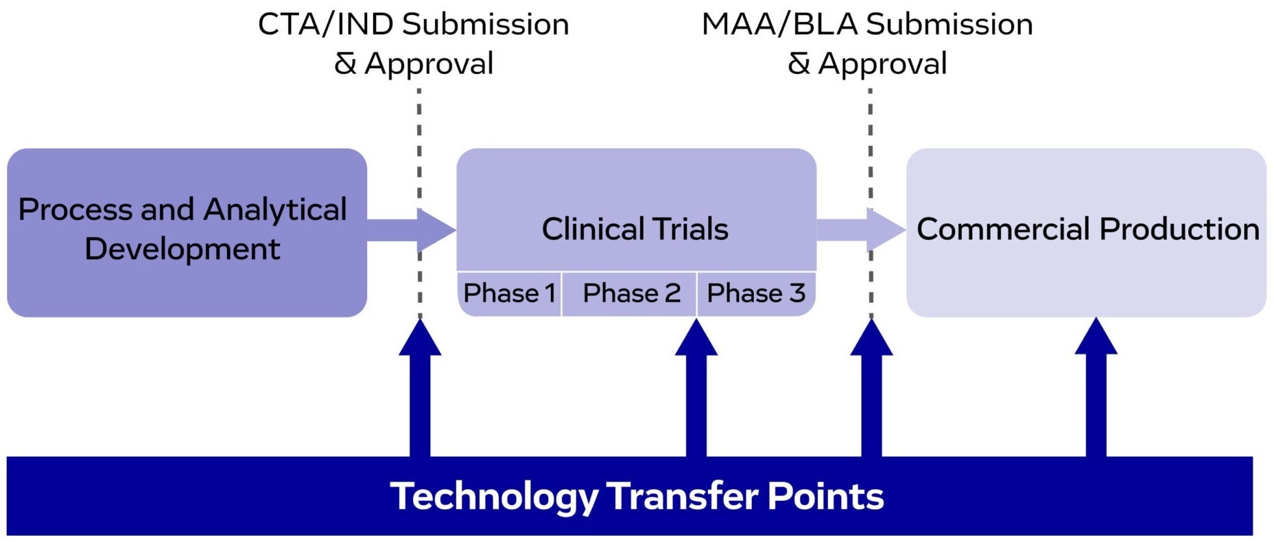 Technology transfer points throughout drug development and manufacturing, ensuring a smooth progression from preclinical development to commercial production