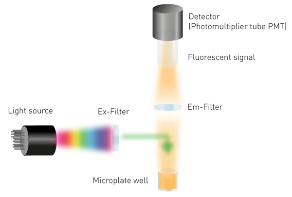 Simplified set-up of a fluorescence intensity detection system in a microplate reader