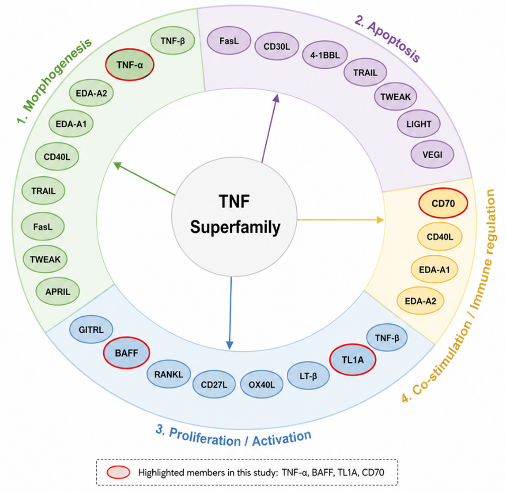 Functional classification of TNF superfamily members
