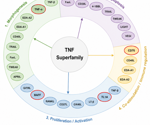 The role of TNFSF trimers in next-generation therapeutics