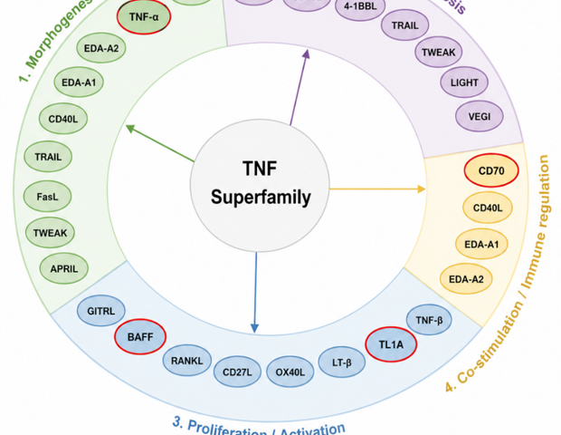 The role of TNFSF trimers in next-generation therapeutics
