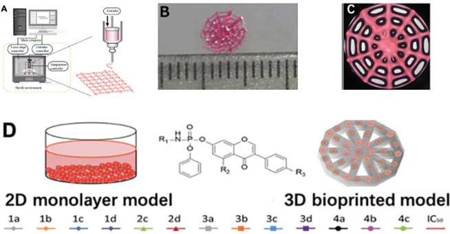 3D printed breast cancer model. A) Workflow diagram. B-C) Schematic diagram of 3D printed“Spider web” HCSG breast cancer model. D) Investigating pharmacodynamics of 13 amino acid-based flavone phosphoramidates with 2D monolayer model and 3D printed model.