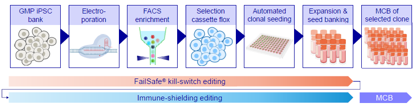 Streamlined, CRISPR-based gene engineering process. A GMP-compatible iPSC line was electroporated with FailSafe® constructs and underwent marker-based enrichment. Clones were subsequently isolated by automated single cell seeding with imaging-based proof of clonality, and seed banks were validated for correct gene editing, genetic integrity and maintained pluripotency. Immune-shielding was introduced into a selected FailSafe® clone by a comparable process prior to banking and QC of a FailSafe® + immune-shielded clonal master cell bank (MCB).