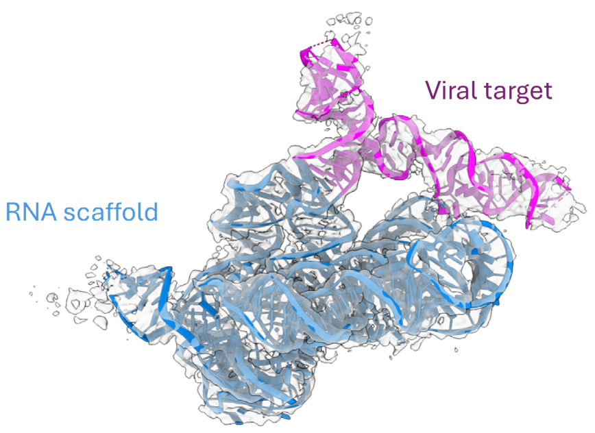 Cryo-EM structure of branched Nipah virus RNA (pink) fused to an RNA scaffold (blue). RNA shown in cartoon form with electron density envelope in transparent gray.
