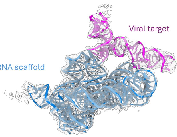 Advancing RNA drug discovery with Cryo-EM