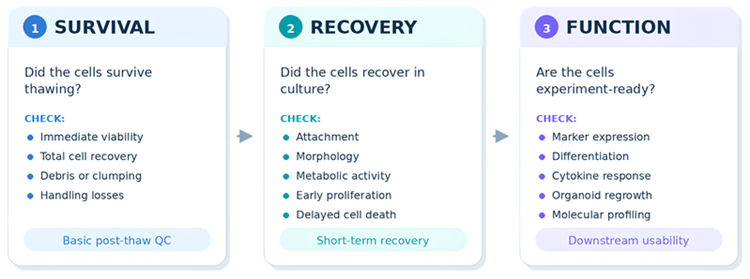 Measuring cell quality after cryopreservation