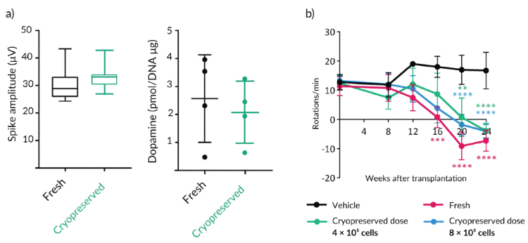 Figure 1. Functional recovery of iPSC-derived dopaminergic neurospheres after cryopreservation with Bambanker™. a) Cryopreserved iPSC-derived dopaminergic neurospheres showed electrophysiological activity and dopamine content in the same range as fresh neurospheres. Spike amplitude was comparable between fresh and cryopreserved spheres, and dopamine levels were maintained after cryopreservation. b) After transplantation into 6-OHDA-lesioned rats, fresh and cryopreserved dopaminergic neurospheres reduced abnormal rotational behavior over time compared with the vehicle control. Cryopreserved spheres showed a dose-dependent functional effect, with both tested cryopreserved cell doses contributing to reduced rotations after transplantation. **p < 0.01; ***p < 0.001; ****p < 0.000