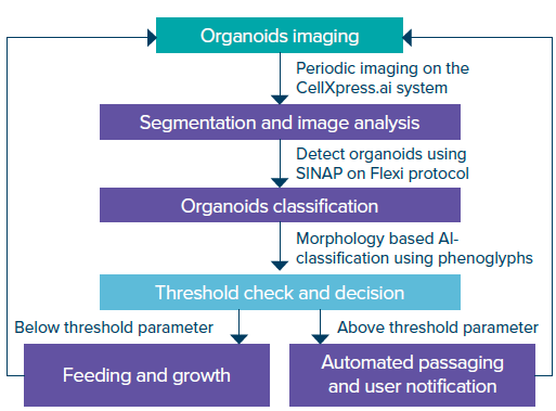 Organoid passaging using AI-based decision making on the CellXpress.ai system.