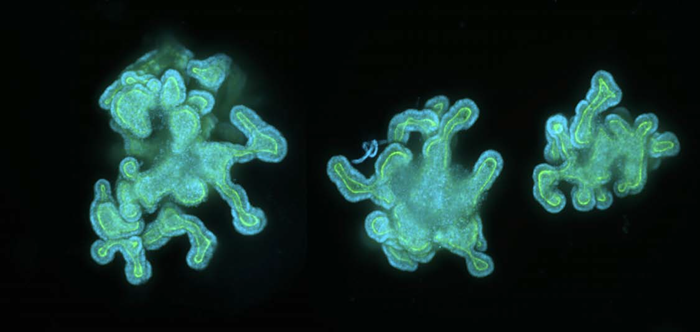 Intestinal organoids (untreated control). Organoids were stained in Matrigel domes with Hoechst nuclear stain and Alexa-488 Phalloidin, as described in the Methods section. Confocal Z-Stacks (16 planes, 8 μm interval) in DAPI, FITC, and TRITC channels were taken with the HCS.ai imaging system at 10X magnification. Maximum projection composite images for intestinal organoids are shown (Hoechst in blue, Phalloidin in green).