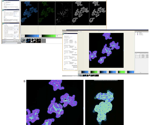 Analyzing compound toxicity assessment in healthy intestinal organoids with high-content imaging