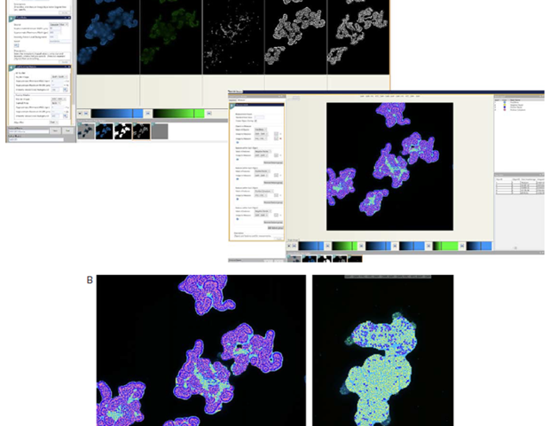 Analyzing compound toxicity assessment in healthy intestinal organoids with high-content imaging