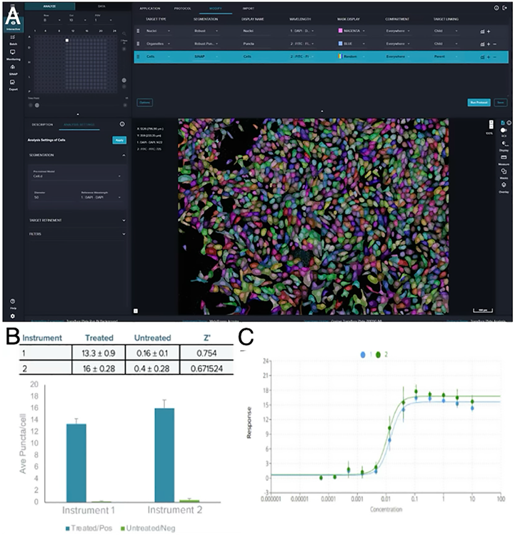 Images were analyzed using IN Carta image analysis software. A) The image analysis protocol: Nuclei were segmented with Robust on the DAPI channel; vesicles were segmented with Robust Puncta on the FITC channel; cells were segmented with Cellpose 3.0 on the FITC channel with reference to the DAPI channel. B) The average of eight technical replicates from two HCS.ai systems is shown. C) The dose-dependent increase in the number of puncta, showing activation of the G-PCR pathway in response to isoproterenol. EC50 = 0.014 (1), 0.011 (2). (Dose response curve generated using Quest Graph™ Four Parameter Logistic (4PL) Curve Calculator. AAT Bioquest, Inc., 7 Jan. 2025).