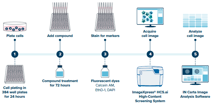 Cell culture and treatment were followed by imaging acquisition, with the resulting datasets analyzed using IN Carta® AI Image Analysis Software