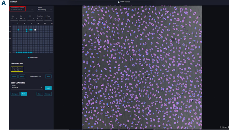 Training interface showing channels selection and segmentation of pretrained models. A. SINAP training interface using DAPI as segmentation channel (red box) and TL as training channel (yellow box). The magenta outlines stand for the nuclei mask generated by pretrained Nuclei.a model. B. SINAP training interface using FITC (Calcein AM) as segmentation channel (red box) as TL as training channel (yellow box). The magenta outlines stand for cell mask generated by pretrained Cell.a model. A U2OS cell line was used in this case