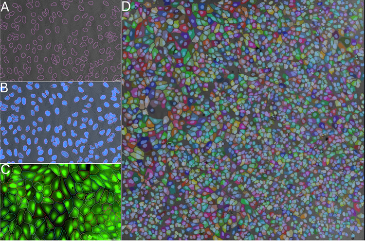 The segmentation results from post-trained TL nuclei model and post-trained TL cell model and the nuclei/cell counts comparison. A. TL nuclei segmentation mask (pink outline) overlayed with TL image. B. TL nuclei segmentation mask (pink outline) overlayed with DAPI image. C. TL cell segmentation mask (random color outline) overlayed with Calcein AM image. D. TL cell segmentation mask (random color) overlayed with TL nuclei mask (blue mask) and TL image. E. Cell count comparison for individual wells. A U2OS cell line was used in this case.