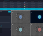 AI-powered label-free detection with IN Carta image analysis
